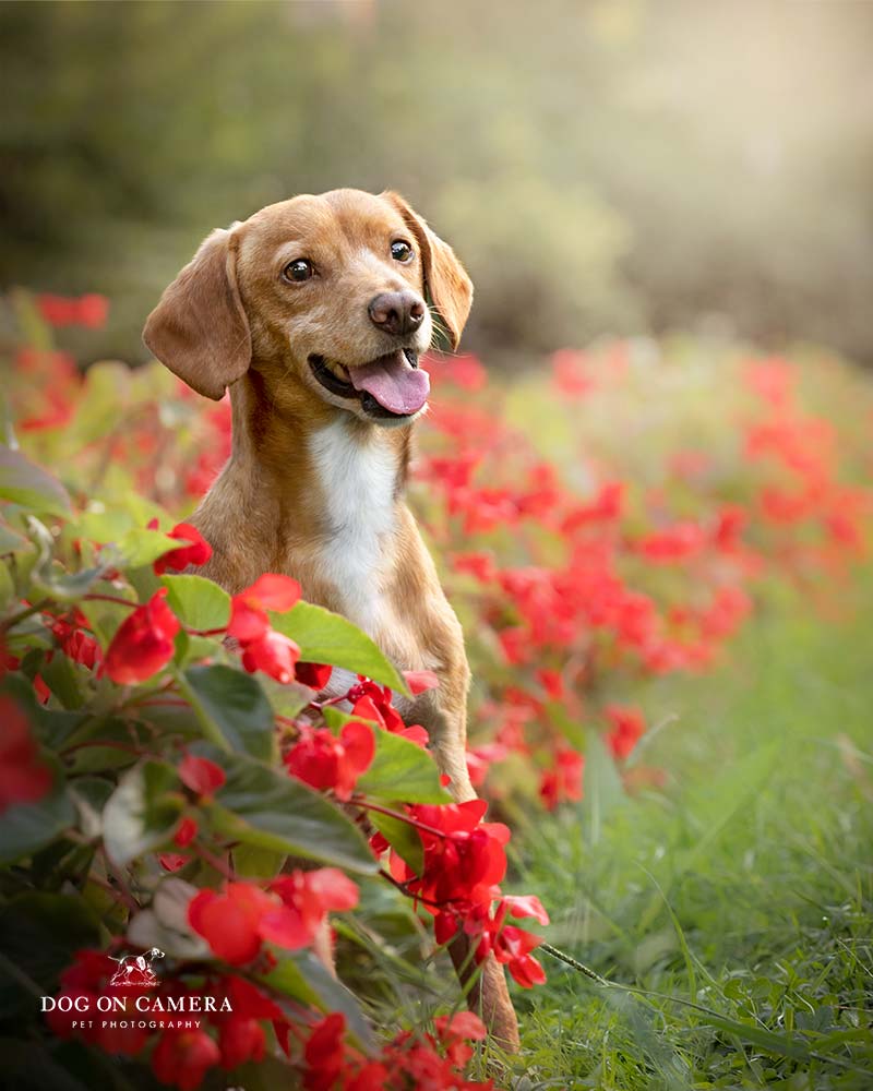 Perro marrón en Barcelona fotografiado por un fotógrafo canino