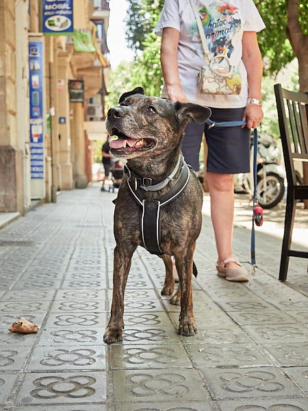 Actividad para perros en Barcelona