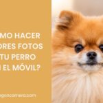 Consejos para hacer mejores fotos a tu perro con el móvil