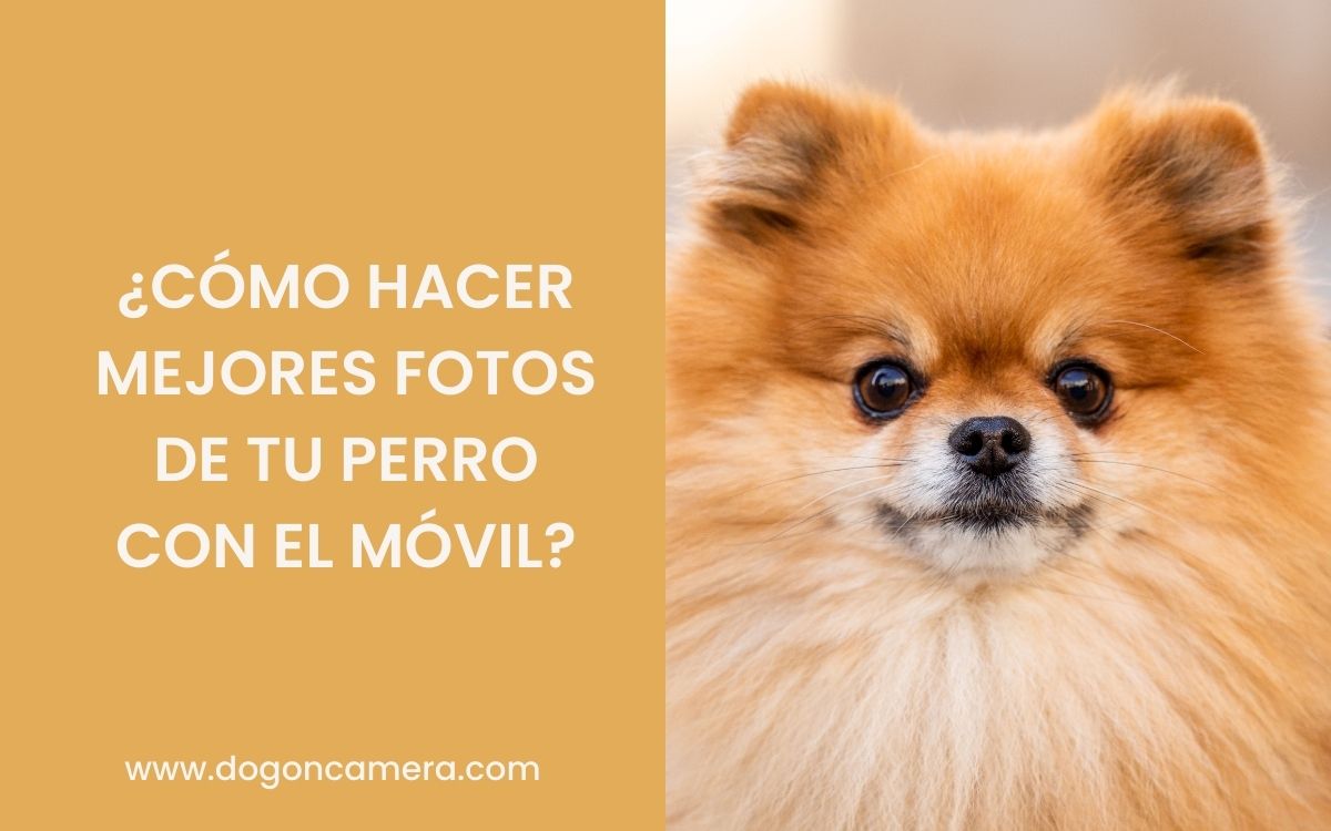 Consejos para hacer mejores fotos a tu perro con el móvil
