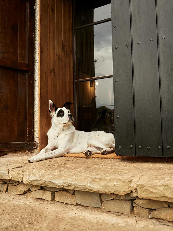 Perro blanco y negro en la entrada de Mas Els Plans durante San Juan