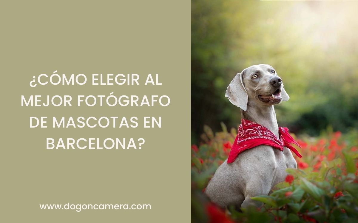 Cómo elegir el mejor fotógrafo de mascotas en barcelona