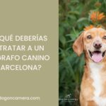 Por qué contratar a un fotógrafo canino en Barcelona