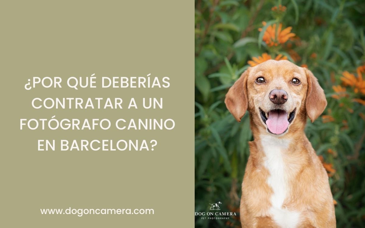 Por qué contratar a un fotógrafo canino en Barcelona