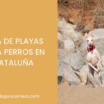 Playas para perros en Barcelona y Cataluña