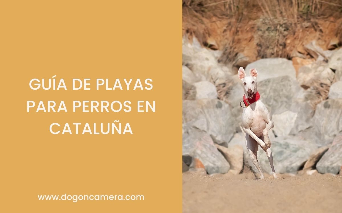 Playas para perros en Barcelona y Cataluña