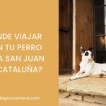 Dónde viajar con tu perro para San Juan en Cataluña