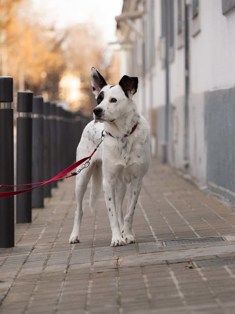 Perro mestizo blanco y negro fotografiado por un fotografo de perros en Barcelona
