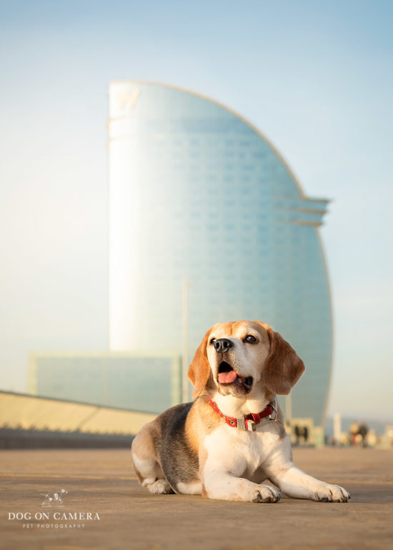 Perro beagle en hotel Vela en Barcelona