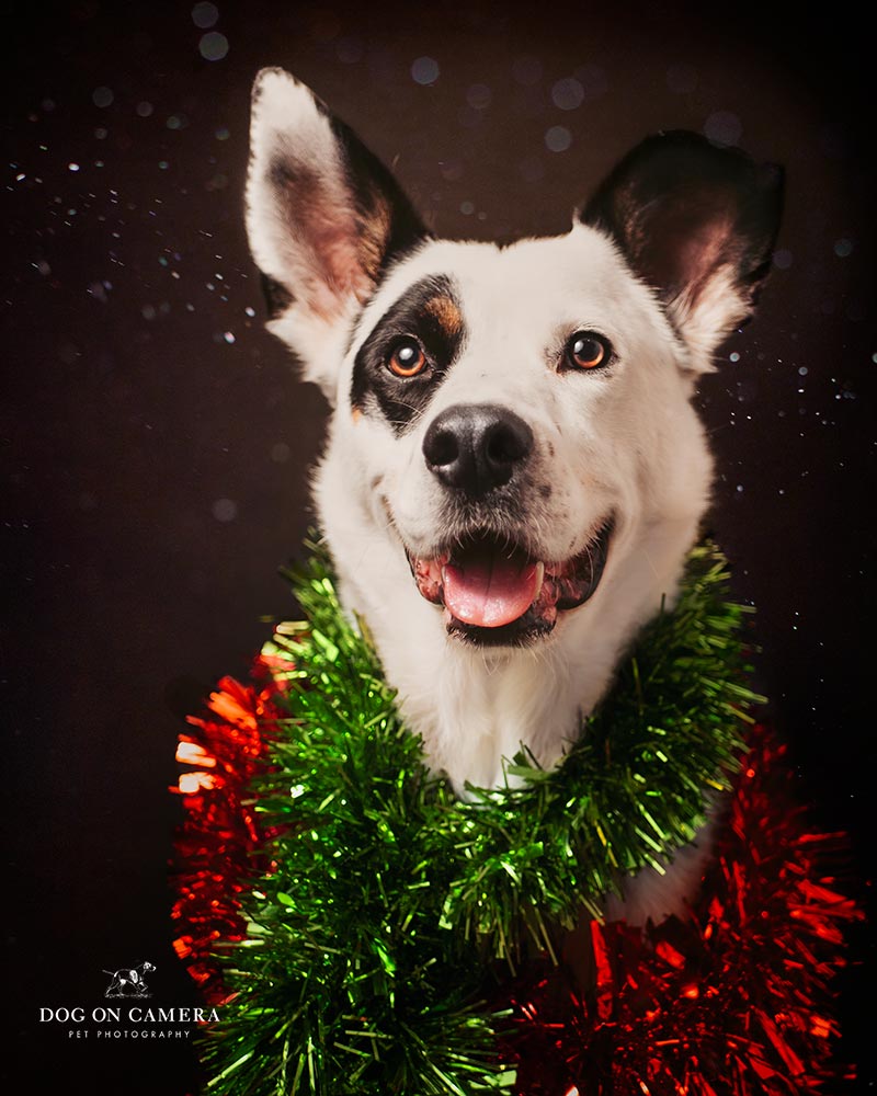multa Condición martes Cómo hacer fotos navideñas a tu perro en casa? - Dog On Camera