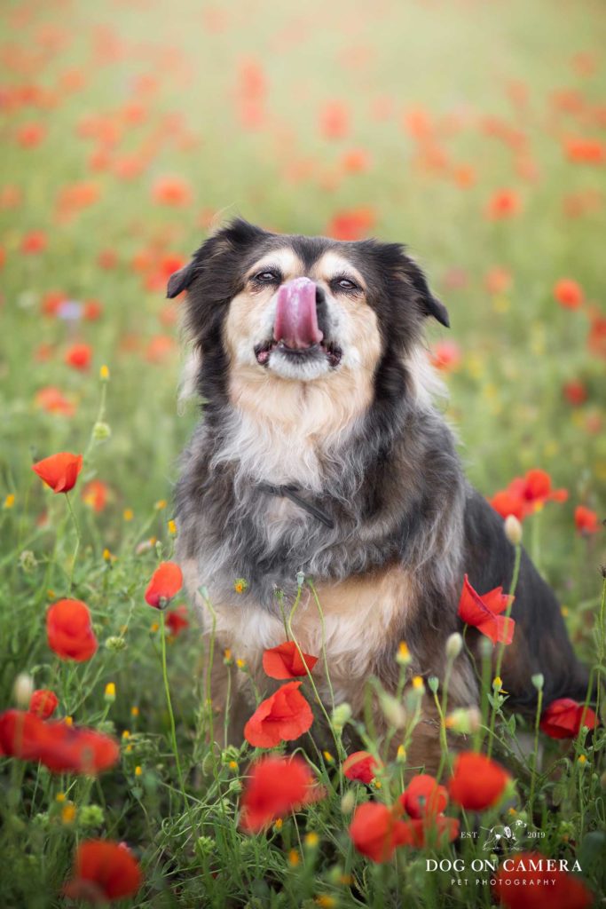 Reportaje fotográfico de un perro en el campo de amapolas cerca de Barcelona
