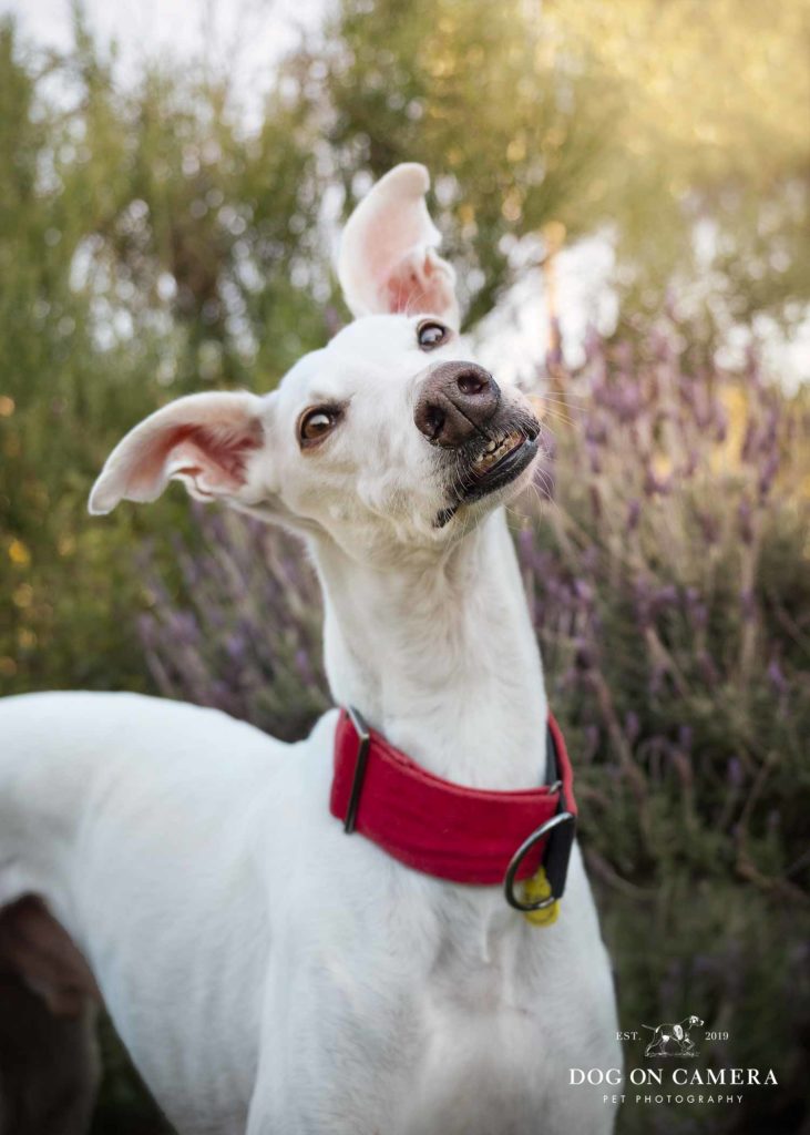 Prepara tu perro para la sesión de fotos en Barcelona - Galgo blanco con un collar rojo