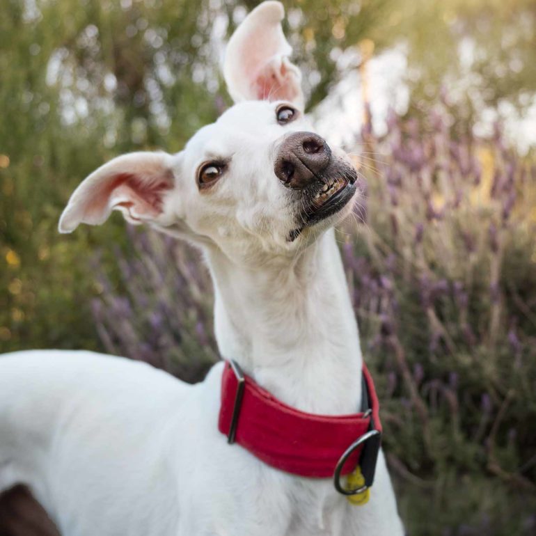 Prepara tu perro para la sesión de fotos en Barcelona - Galgo blanco con un collar rojo