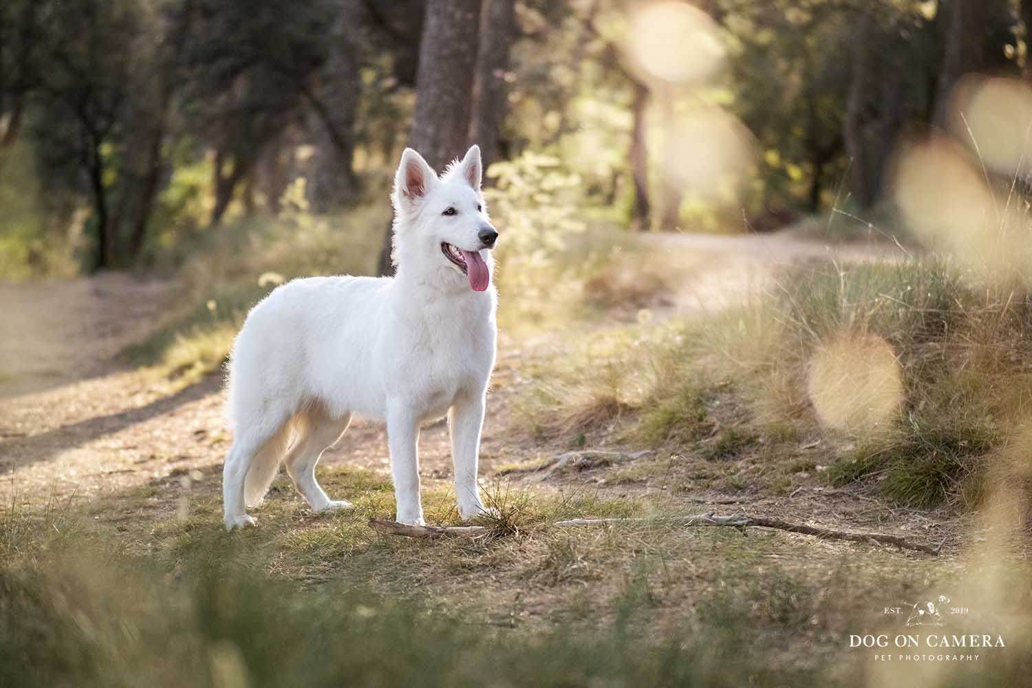 Perro pastor blanco suizo en un bosque cerca de Barcelona