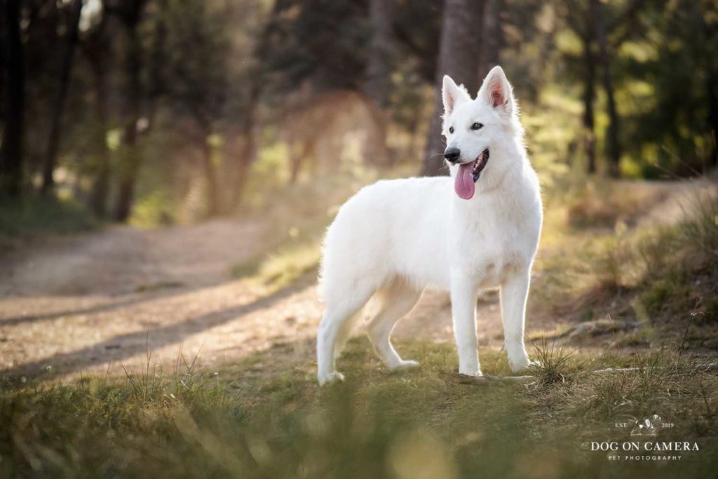 Sesión de fotos de un perro en un bosque en Mollet de Vallès