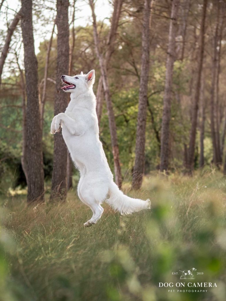 Sesión de fotos de un perro en un bosque en Mollet de Vallès