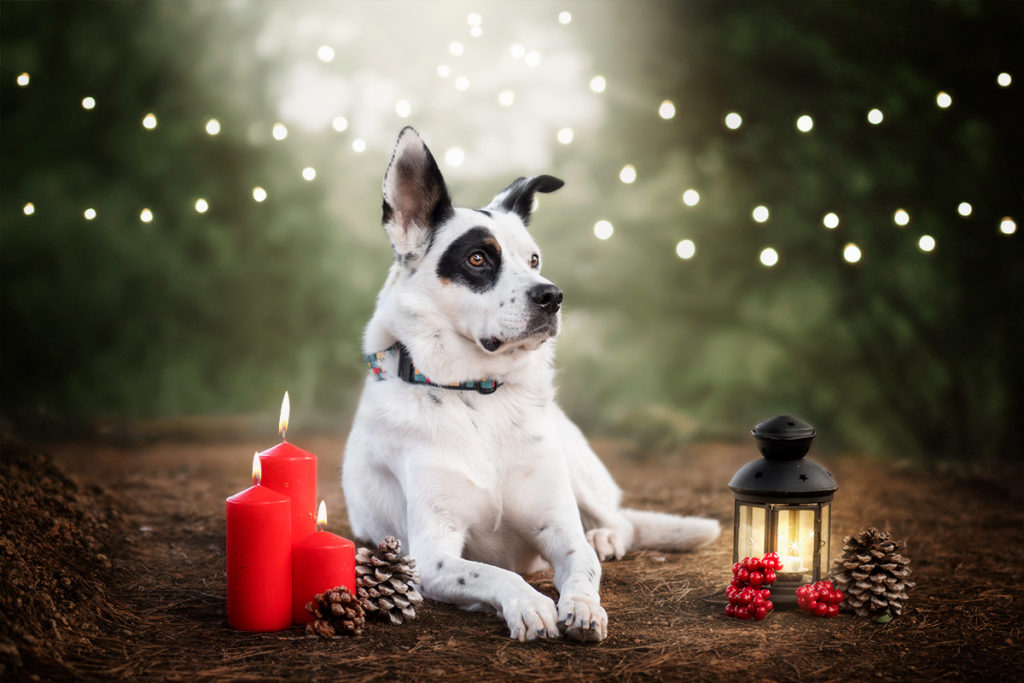 Un perro en el bosque navideño con una linterna y las velas