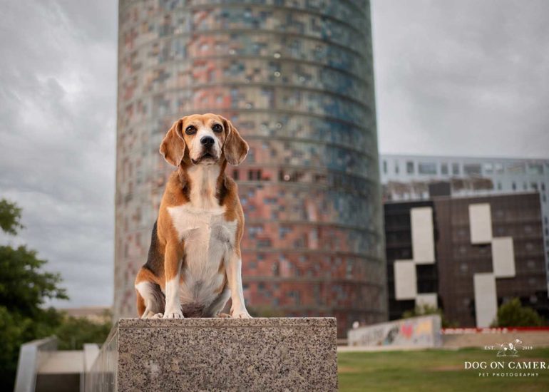 Beagle en Glories en Barcelona