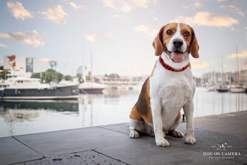 Beagle en el Port Vell de Barcelona