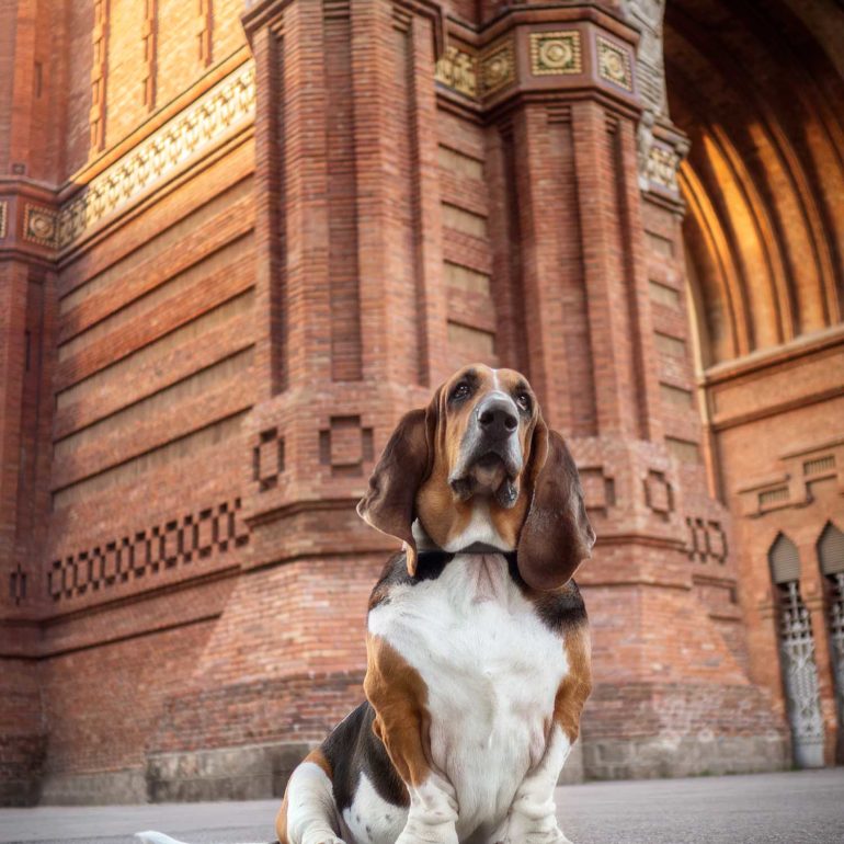 Basset Hund en Arc de Triomf en Barcelona
