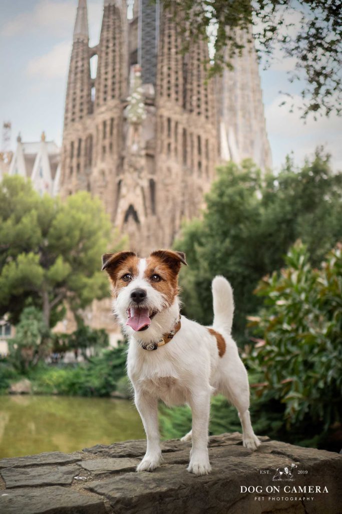 Jack Russel con Sagrada Familia en el fondo en Barcelona