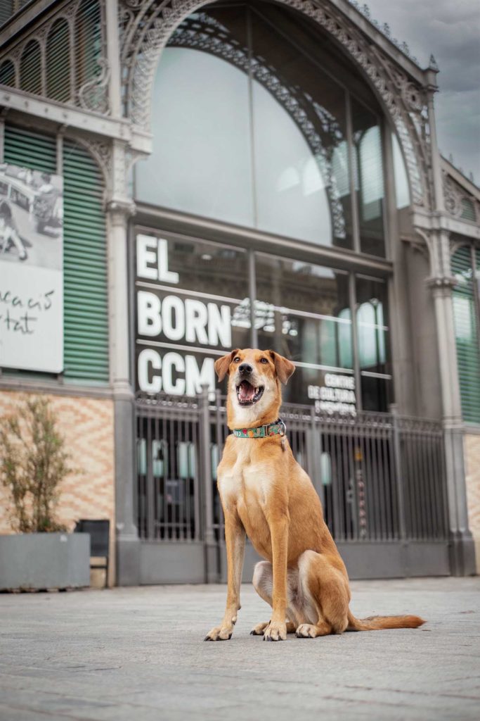 Perro mestizo en frente del mercat del Born en Barcelona