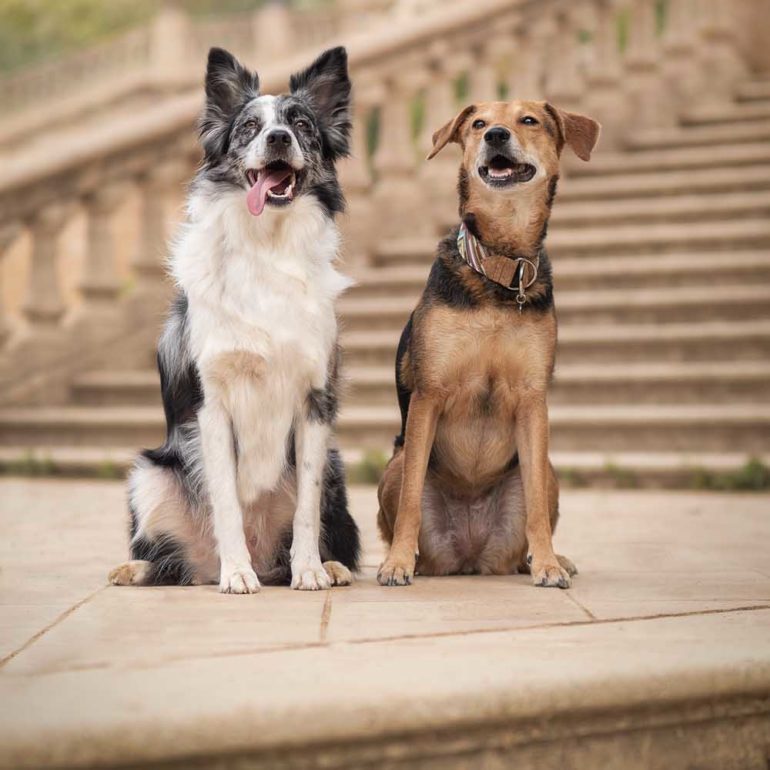 Dos perros (border collie y mestizo) en el parque de Ciutadella en Barcelona