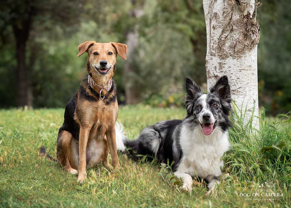 Dos perros (border collie y mestizo) en el parque de Ciutadella en Barcelona