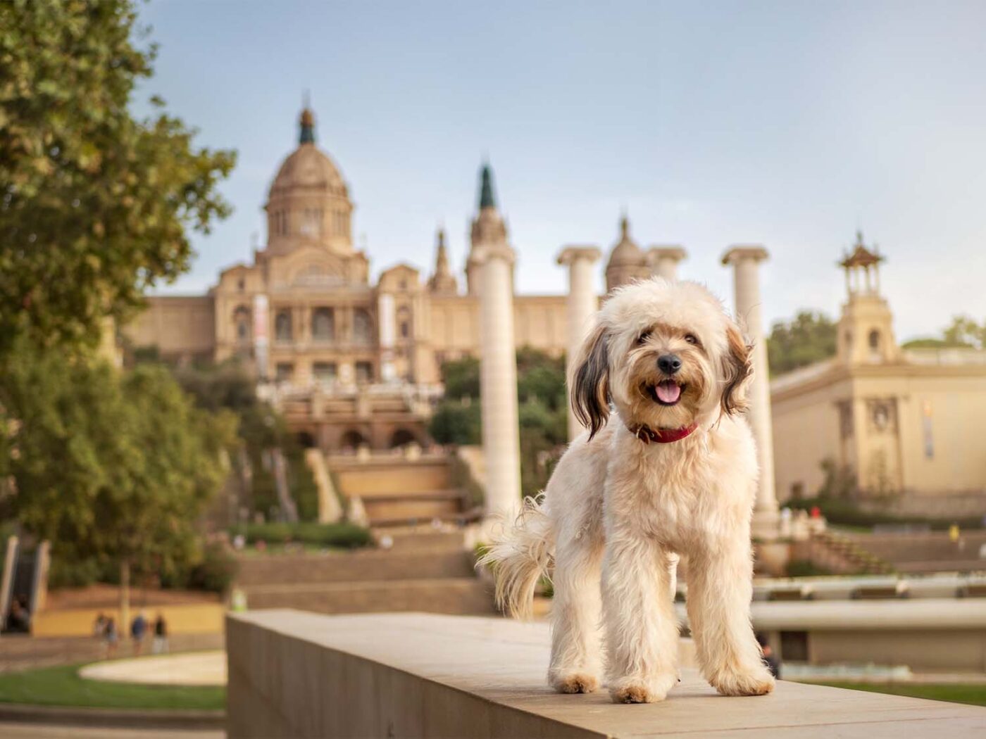 Sesion de fotos de un perro de raza bichon habanero en Montjuic, Barcelona