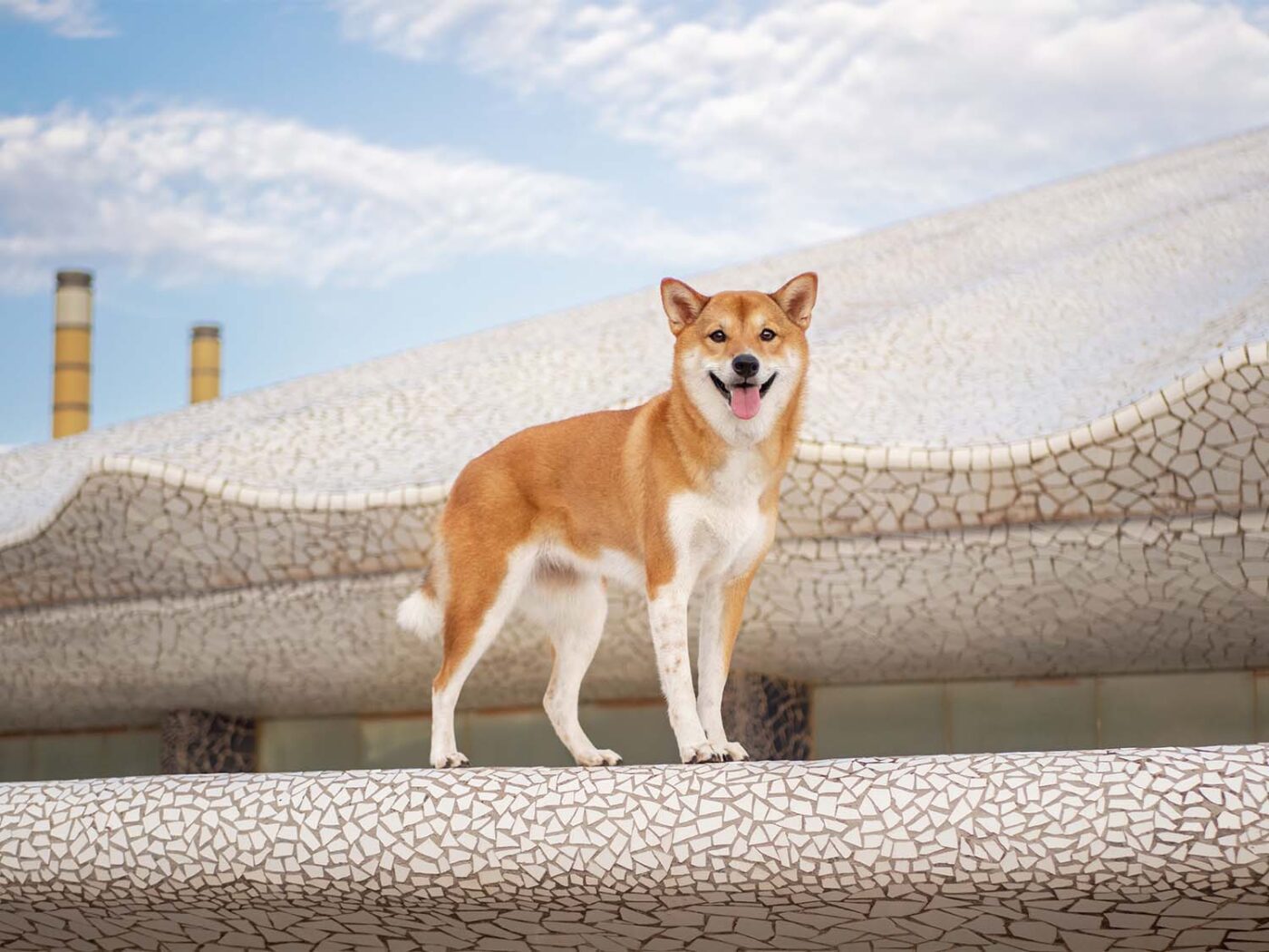 Sesion de fotos de un perro de raza shiba inu en Montjuic, Barcelona