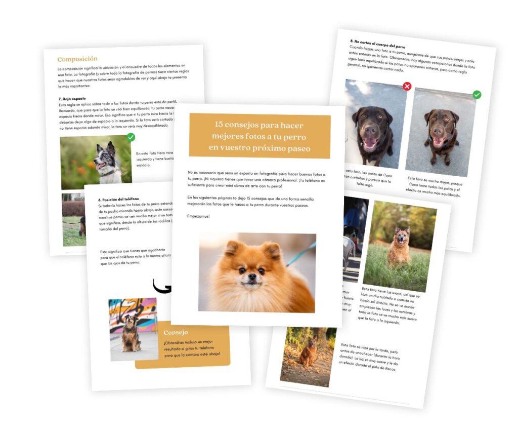 PDF con 15 consejos para hacer mejores fotos a tu perro