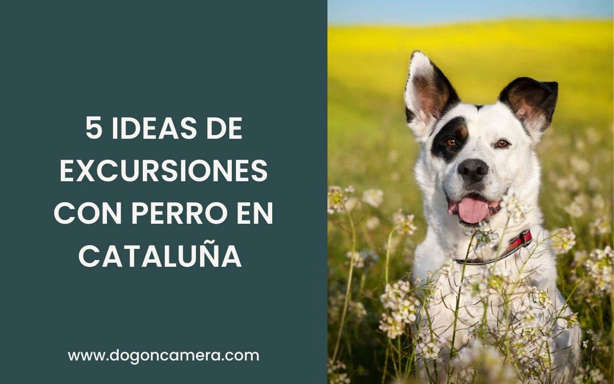 5 ideas de excursiones con perro en Cataluña
