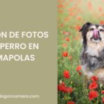 Sesión de fotos de perro en amapolas en Mollet de Vallès