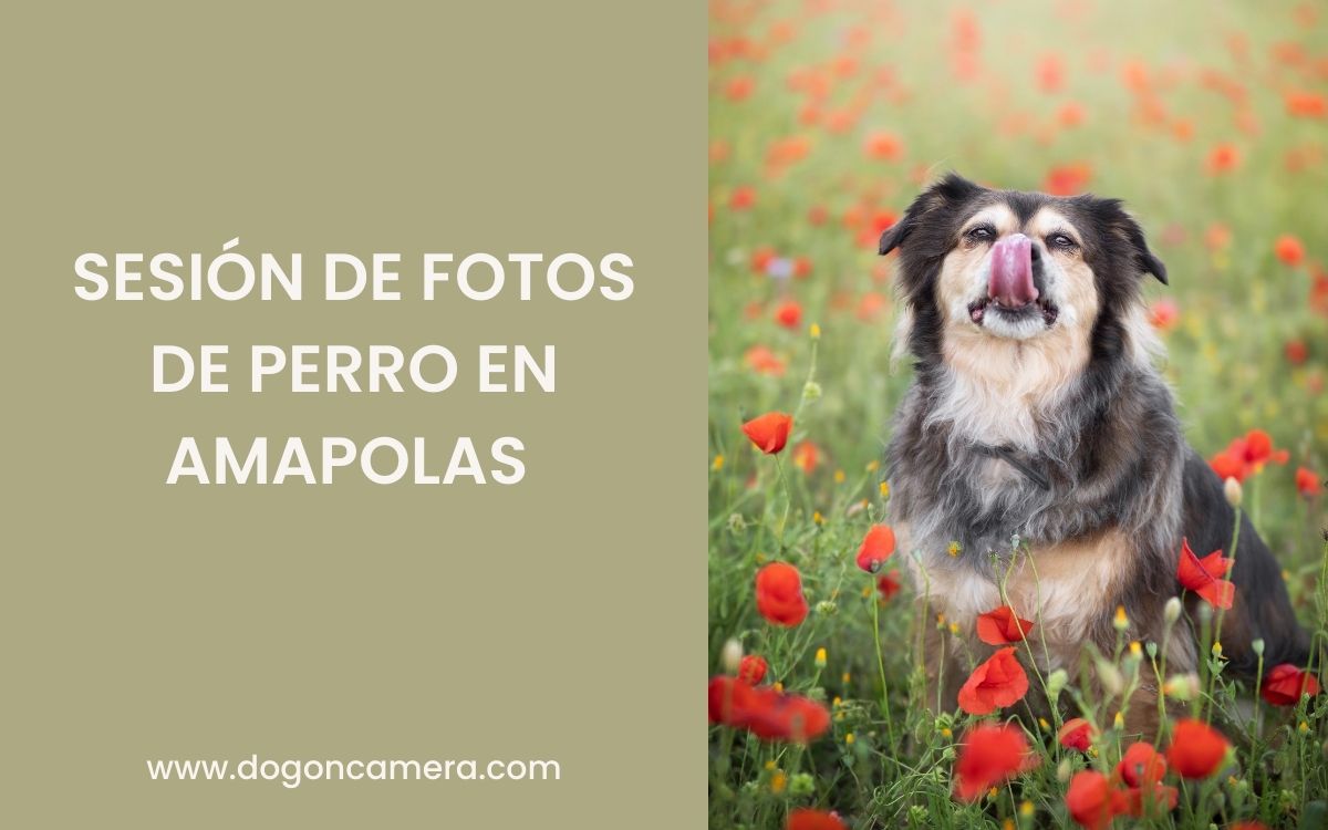 Sesión de fotos de perro en amapolas en Mollet de Vallès