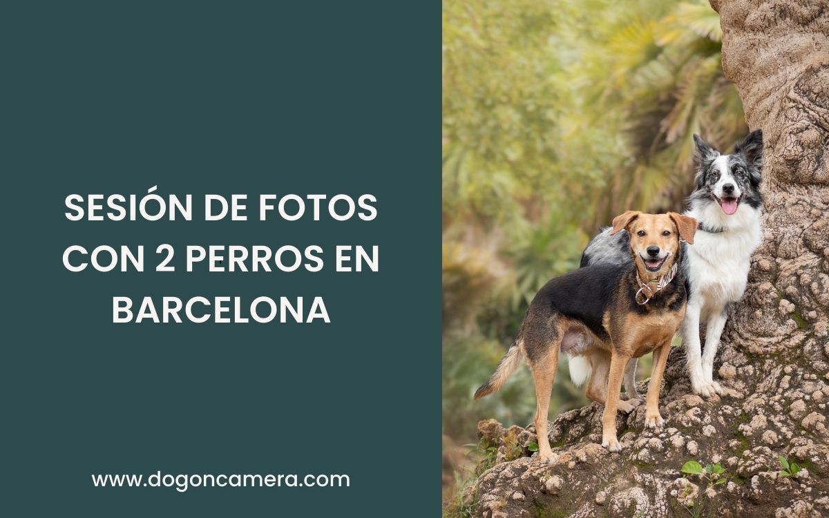 Sesión de fotos con 2 perros en Barcelona