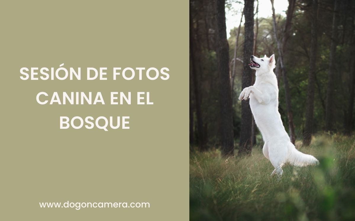 Sesión de fotos de un perro blanco en el bosque en els Gallecs