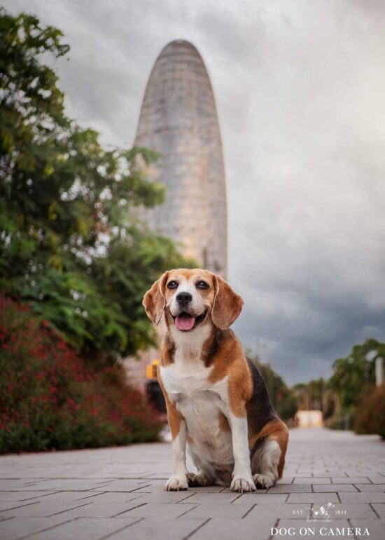 Beagle en Glories en Barcelona