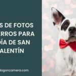 Ideas de fotos que puedes hacer con tu perro para el día de San Valentín