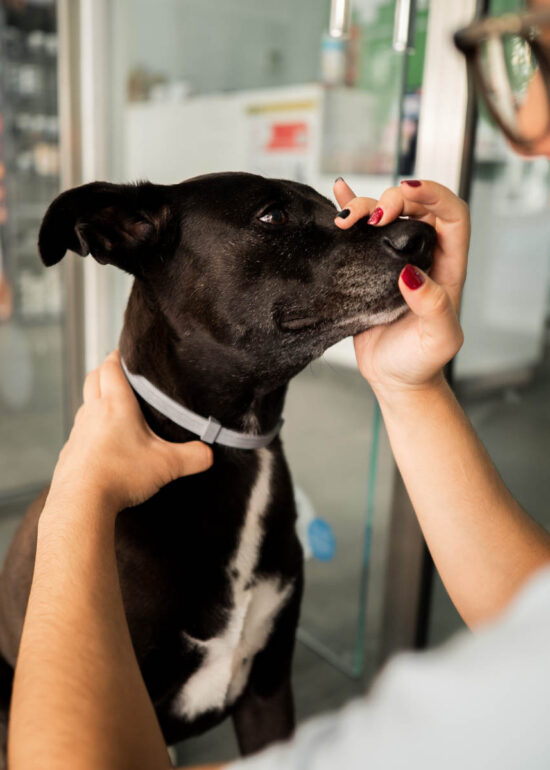 Sesión de fotos de marca personal de un veterinario especializado en acupunctura para perros