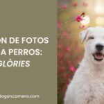 Sesión de fotos para perros en Glories en Barcelona