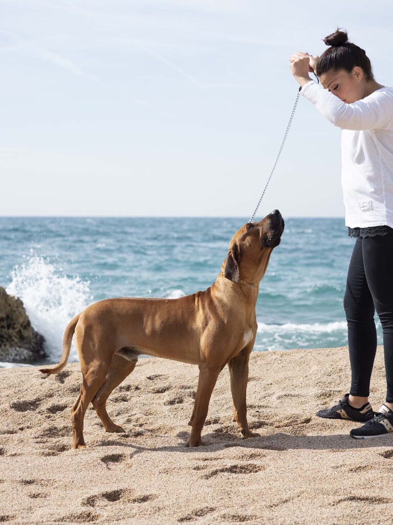 Perro crestado rodesiano en una playa cerca de Barcelona