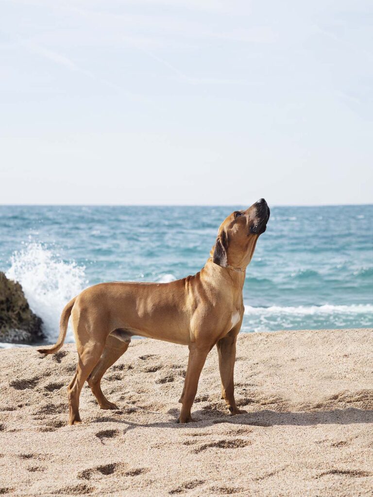 Perro crestado rodesiano en una playa cerca de Barcelona